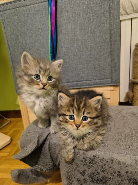 Cuccioli di Siberiano Ipoallergenico | Foto 2
