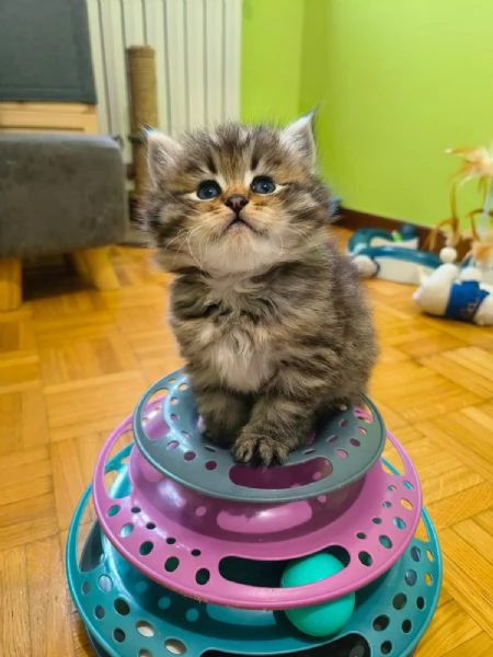 Cuccioli di Siberiano Ipoallergenico