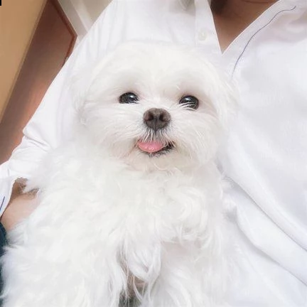 cucciolo maltese | Foto 1