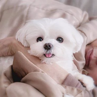 cucciolo maltese | Foto 0