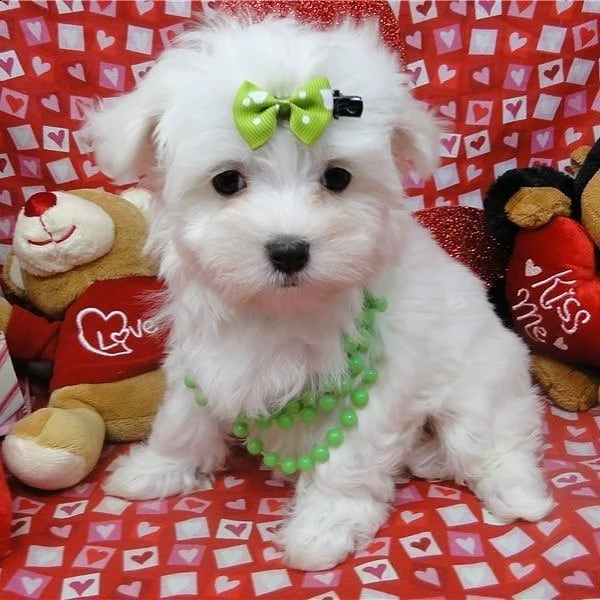 regalo maltese | Foto 0