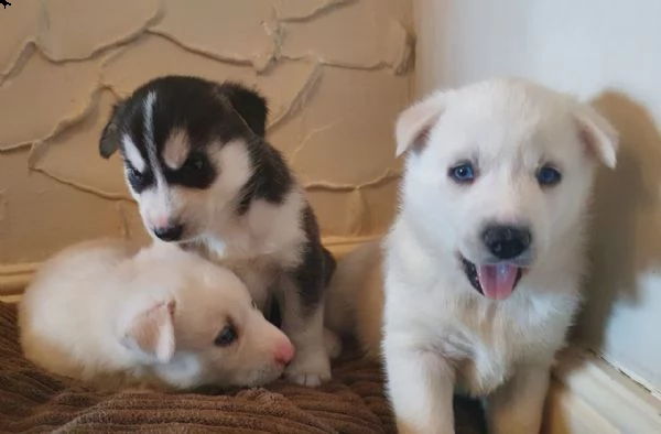 regalo cuccioli siberian husky maschio e femmina