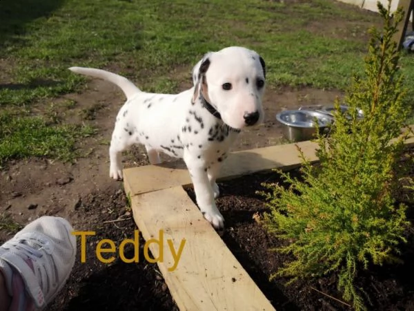 cucciolo dalmata con stambee fci | Foto 2