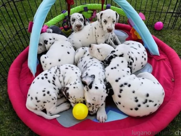 cucciolo dalmata con stambee fci