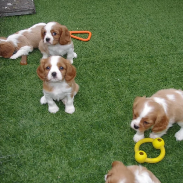 regalo cavalier king cuccioli