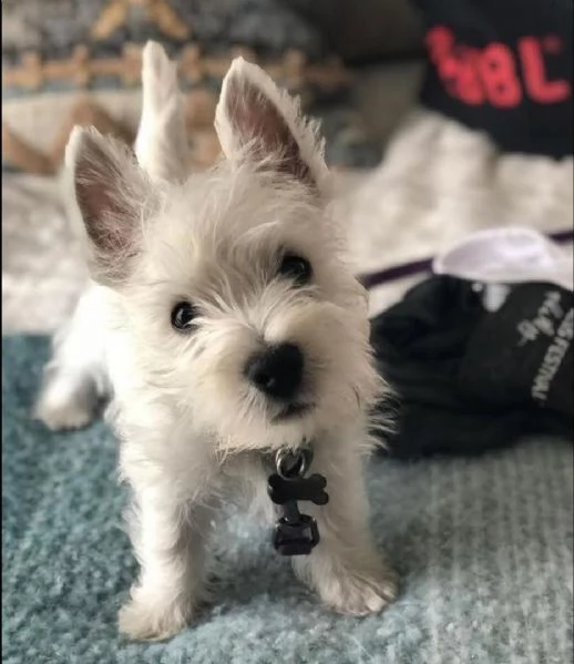   regalo abbiamo avere amorevole yorkie cuccioli per l'adozione