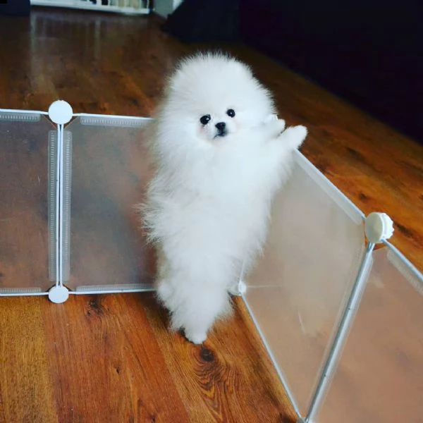 regalo maltese | Foto 0