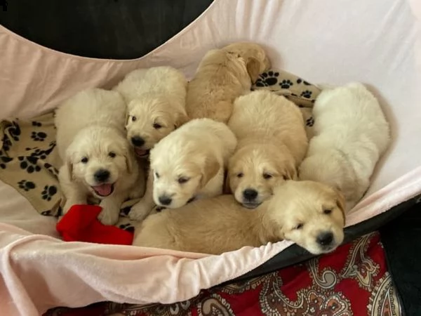 golden retriever / razza pura / 12 mesi