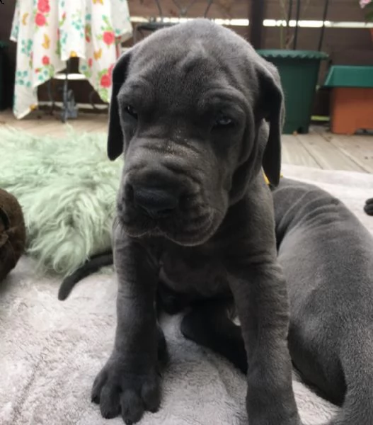 cuccioli di alano con pedigree