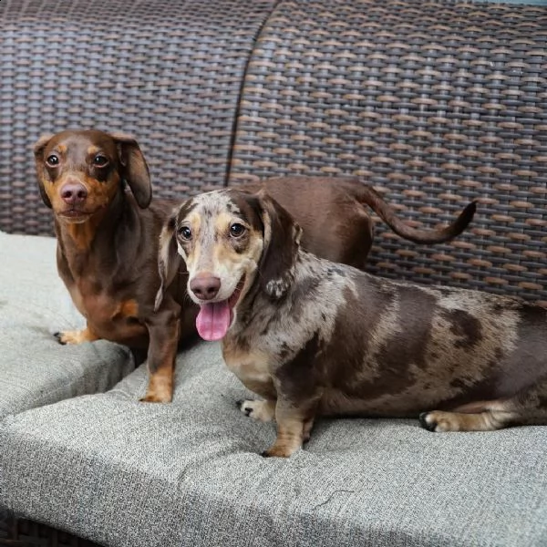 cuccioli di bassotto in miniatura