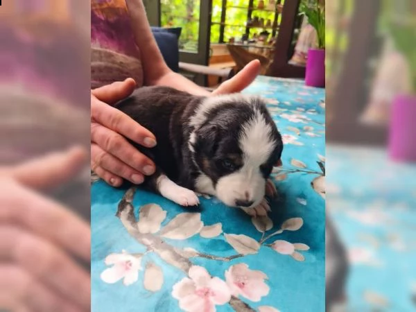 cuccioli di border collie