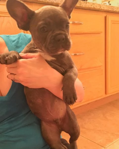 cuccioli di razza bulldog francese