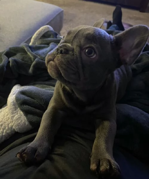 cuccioli di razza bulldog francese | Foto 1