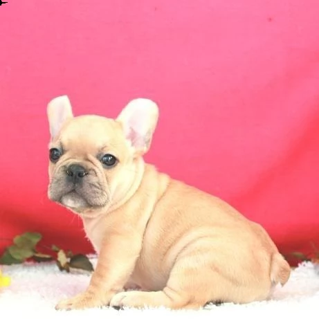 cuccioli di razza bulldog francese | Foto 0