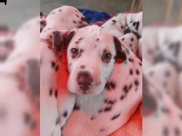 cucciolo dalmata