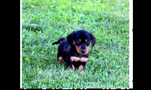 disponibili cuccioli bassotto pelo corto