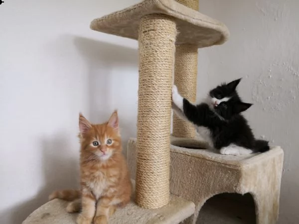 simil maine coon cucciola