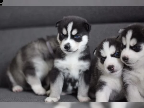 cuccioli di husky per adozione