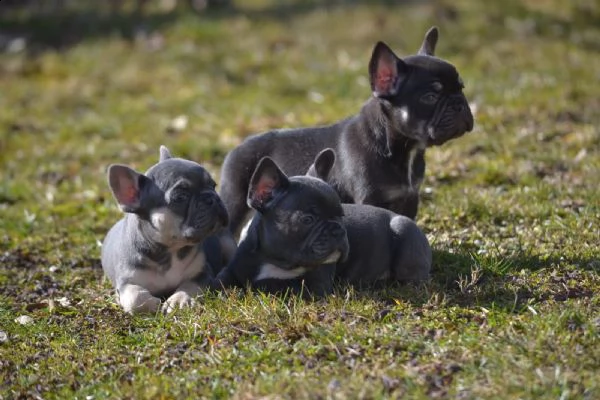 cuccioli di bouledogue francese maschio