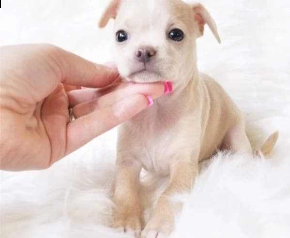 regalo chihuahua cuccioli meravigliosi ! 