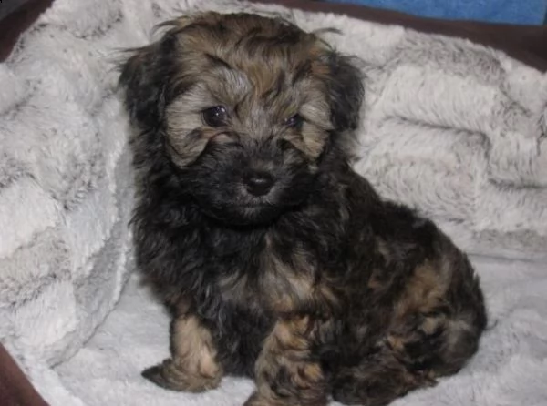 regalo blognese cuccioli meravigliosi ! 