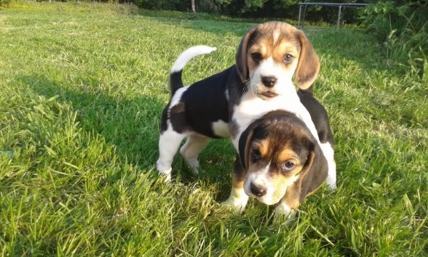 regalo cuccioli dolce e bella beagle