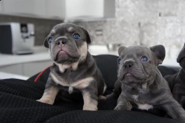 regalo cuccioli di bulldog francese
