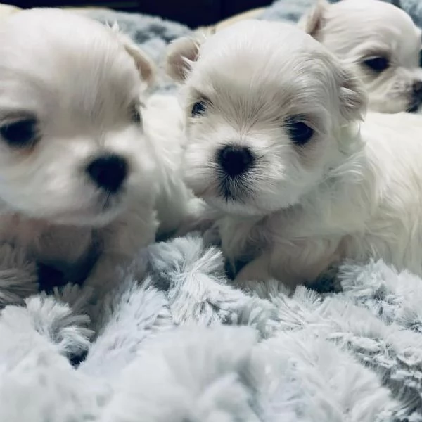 adorabile giovane cucciolo maltese