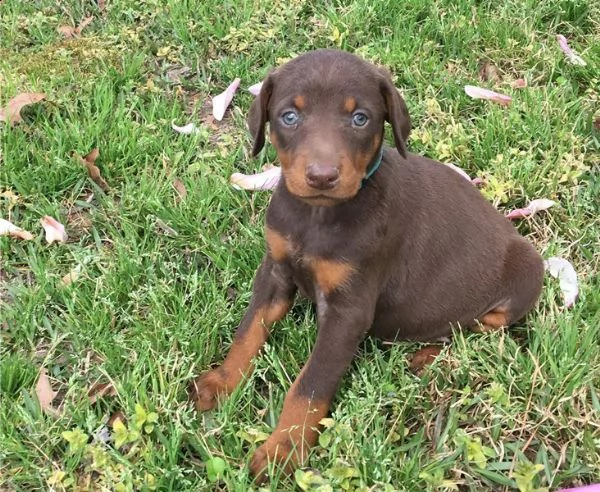 cuccioli di doberman disponibili
