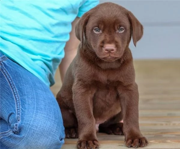 cuccioli di labrador retriever