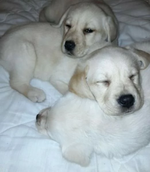 disponiamo di gioiosissimi cuccioli di labrador miele