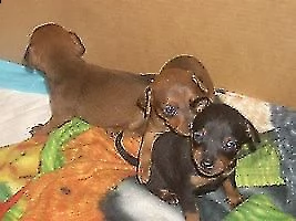 vendiamo cuccioli di nerissimi e tenerissimi cuccioli di pinchers