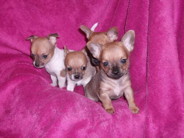 favolosi di simpaticissimi cuccioli di misto chihuahua toys