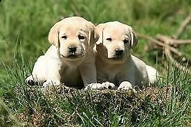 disponiamo cucciolo di labrador interessanti 