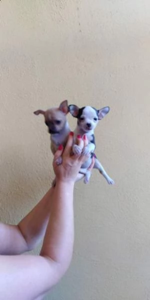 cuccioli di chihuahua maschi e femmine nati in casa