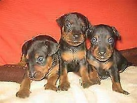 cuccioletti di coccolosissimi e furbissimi cuccioli di mini pincher,