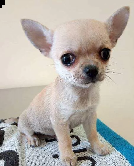 semplicisssimi cuccioli di chihuahua
