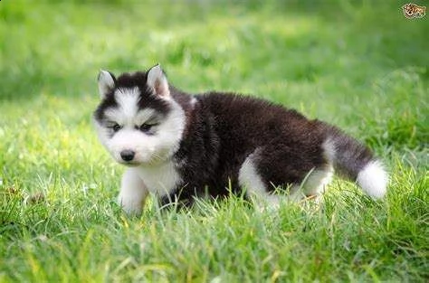 cucciolo di husky siberiano vivacissimi bellissimi