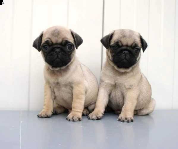 cedo cucciolo di carlino inteligentissimi originalissimi e purissimo 