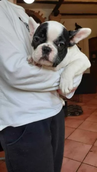 cuccioli di bulldog francese, .