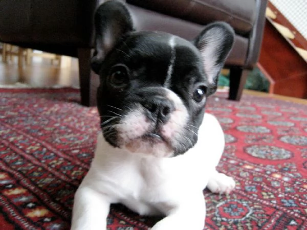disponiamo di socievoli cuccioli di bulldog francese/