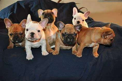 cucciolo di bull dog francese perfettissimi intrigantissimi