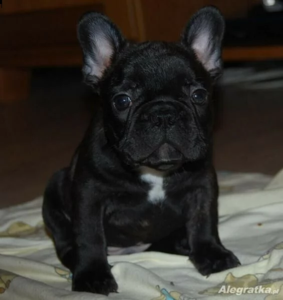 cucciolo di bull dog francese