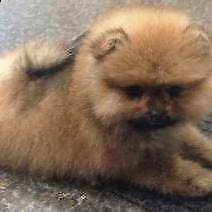 spitz di pomerania bellissimi originalissimi e velocissimi di 70 giorni