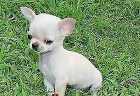 cucciolo di chiwawa mini toy dolcissimo inteligentissimo 