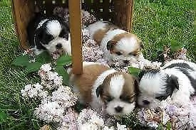 disponiamo cucciolo di shitzu e spitz mini toy