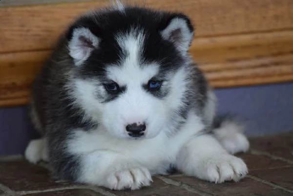 disponibile cucciolo di husky siberiano inteligentissimo eccellentissimo
