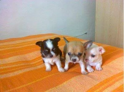 cucciolo di pincher chuwawa mini toy buonissimo purissimo