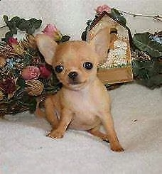 cucciolo di chiwawa mini toy bellissimo 