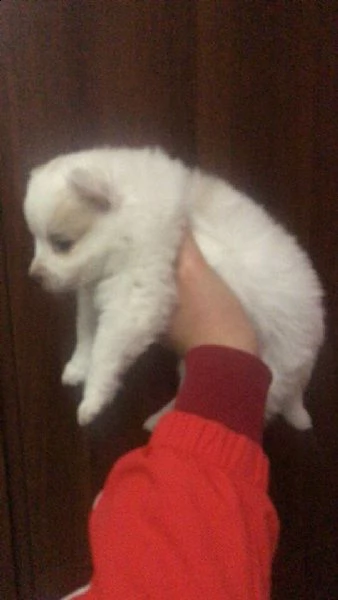 disponibile cucciola di volpino spitz di pomerania bianca